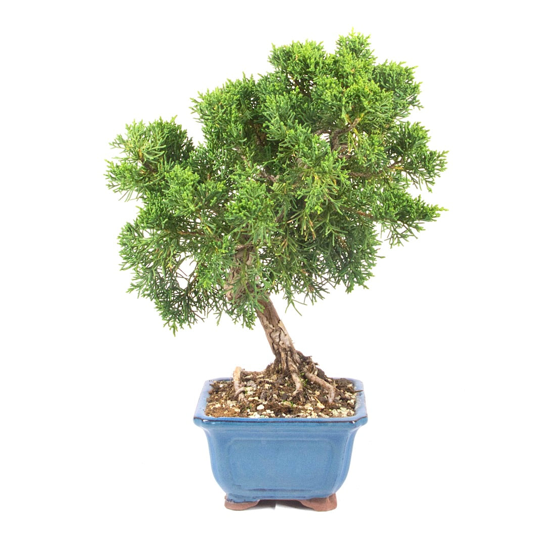 Chinesischer Wacholder 'Juniperus chinensis kyushu'
